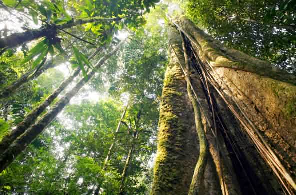 Alberi robusti formano una fitta chioma
