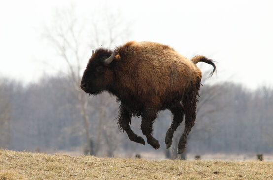 Bisonte