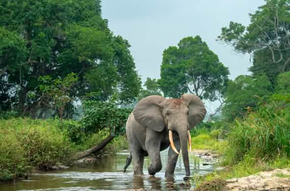 Elefante della foresta in Africa