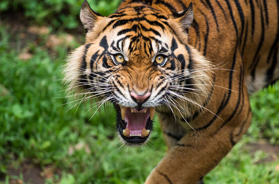Tigre di Sumatra