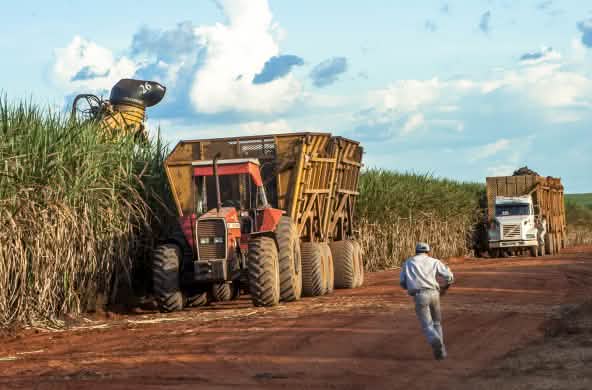 Raccolta della canna da zucchero in Mato Grosso (Brasile)
