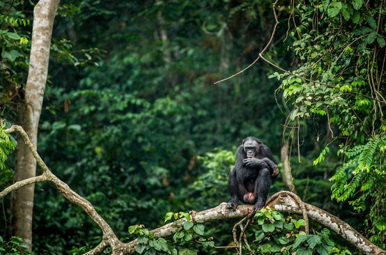 Un bonobo seduto sul ramo di un albero nella Repubblica Democratica del Congo
