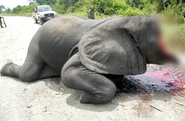 Immagine scioccante: un elefante le cui zanne d'avorio e metà della sua testa sono state mozzate, immagine proveniente da una strada all'interno del Parco Nazionale del Virunga