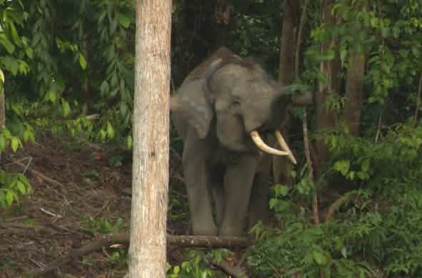 Un elefante di Sumatra nella foresta