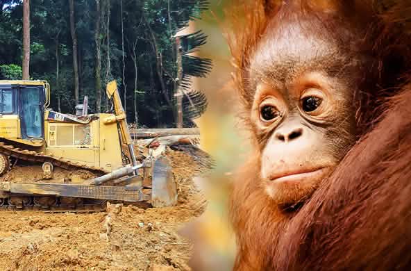 Un orango guarda disperato mentre un bulldozer distrugge la foresta.
