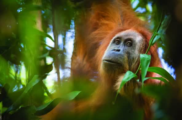 Orango Tapanuli (Pongo Tapanuliensis)