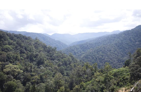 Fermiamo la miniera d'oro che minaccia le tigri di Sumatra!