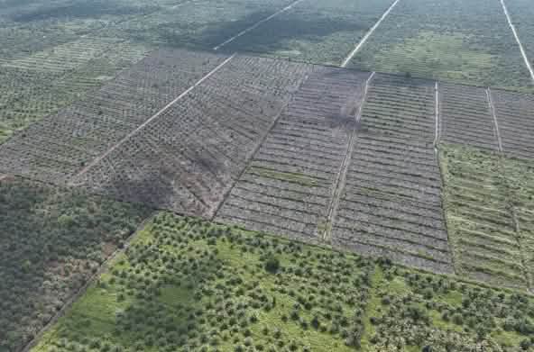Foto da drone di nuove piantagioni di palma da olio