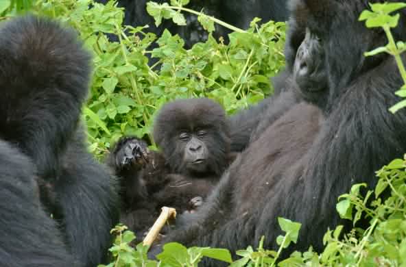 I gorilla nel Parco Nazionale dei Virunga