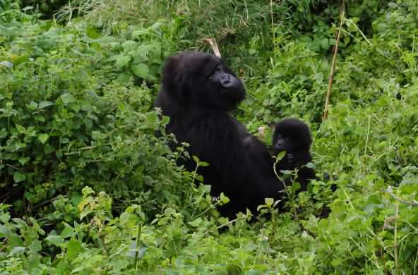 Madre e cucciolo di gorilla nel Parco Nazionale di Virunga