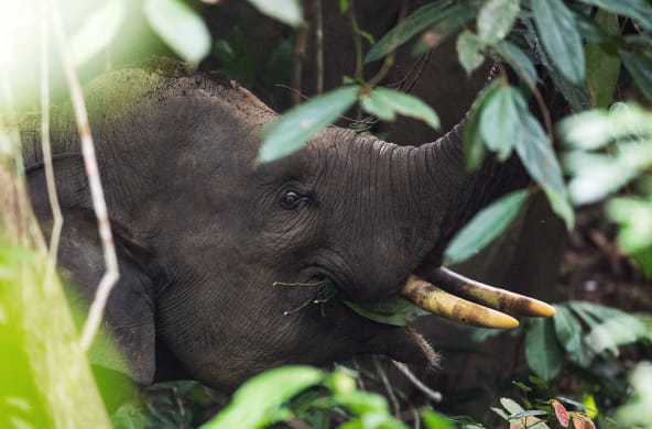 Elefante di Sumatra