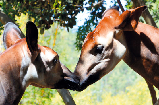 Due okapi