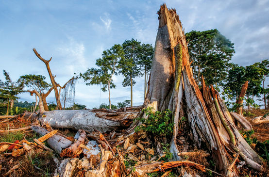 Una foresta distrutta