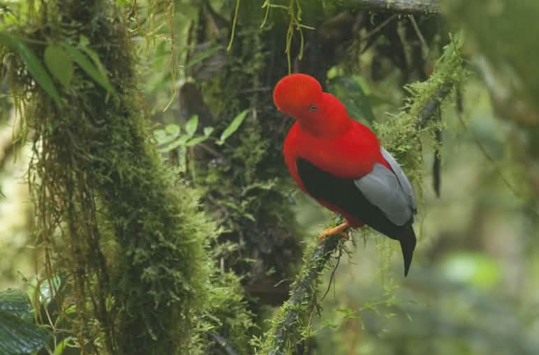 Gallo della Roccia (Rupicola peruvianus)