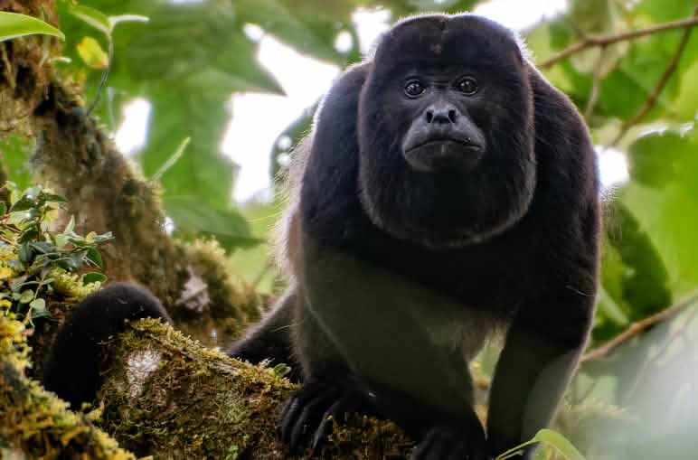Scimmia urlatrice (Alouatta palliata) su un albero
