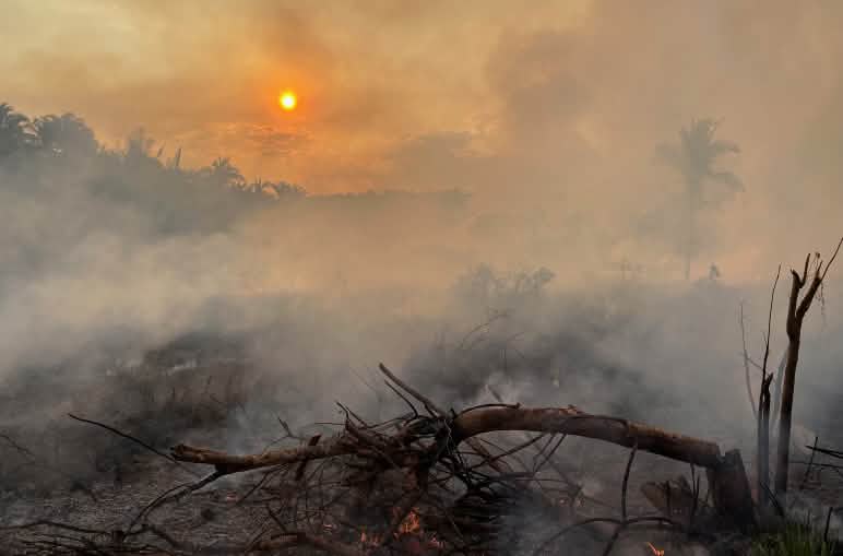 Un albero bruciato e caduto in un’area della foresta tropicale, completamente avvolto dal fumo