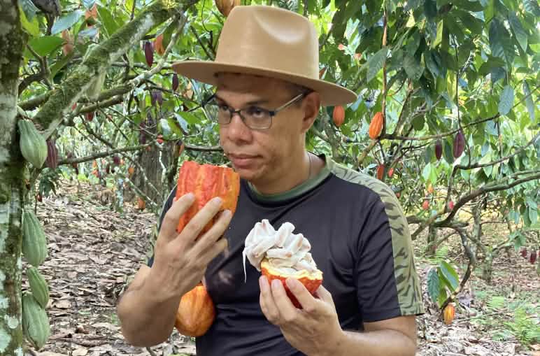 Tre persone piantano un albero di cacao nella foresta tropicale Gli abitanti dell'insediamento Terra Vista coltivano cacao all'ombra degli alberi nella foresta tropicale