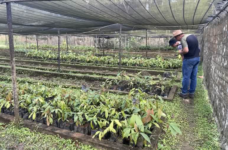 Coltivazione di piantine di alberi e palme per il rimboschimento Vivaio con piante di cacao e altre specie nell'insediamento Terra Vista, Bahia, Brasile
