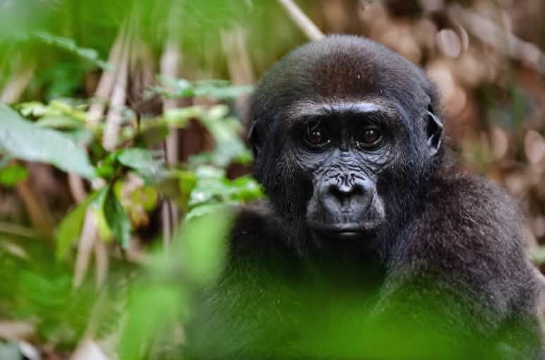 Gorilla di pianura occidentale