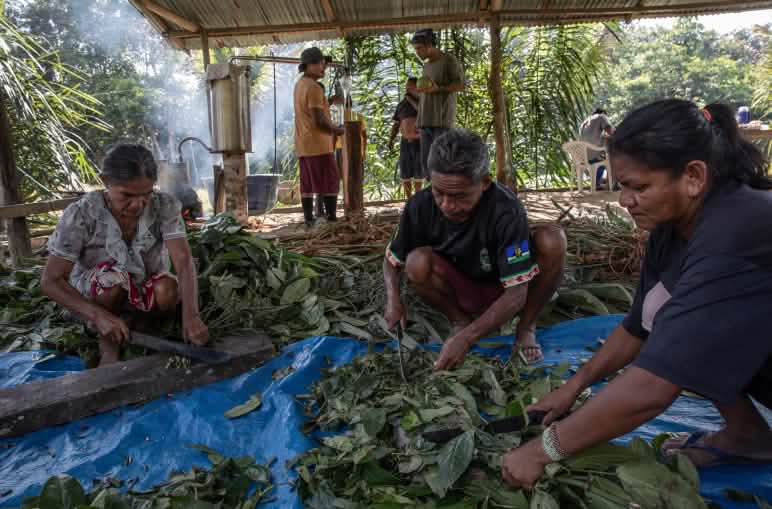 Tre persone preparano il materiale vegetale disposto su un telo a terra, mentre sullo sfondo due uomini si trovano accanto a un distillatore a vapore