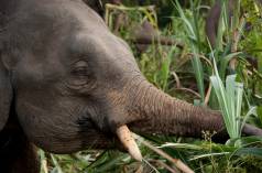 Elefante mentre mangia