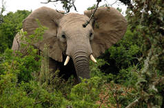 Elefante africano nella foresta
