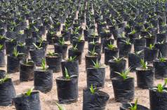 Piantagione di palma da olio