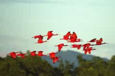 Un gruppo di uccelli di ibis scarlatto in volo.