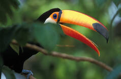 Un tucano