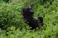 Madre e cucciolo di gorilla nel Parco Nazionale di Virunga
