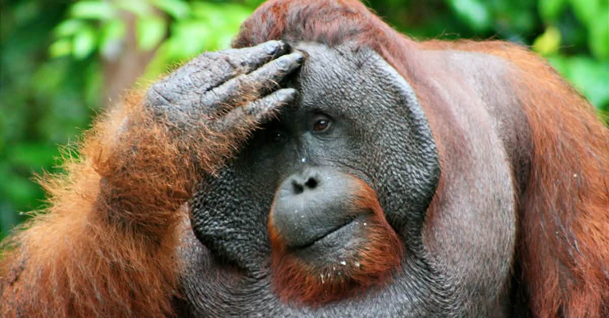 Le grandi scimmie, patrimonio dell’umanità Salviamo la foresta Le grandi scimmie, patrimonio dell’umanità Salviamo la foresta