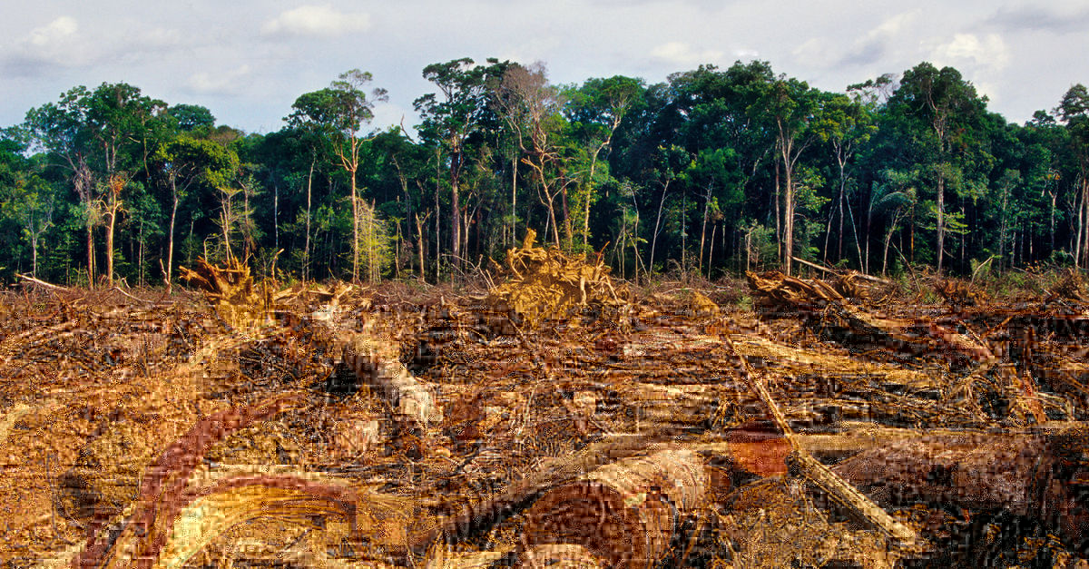 Messico: la deforestazione illegale nuovo motore del crimine organizzato -  Salviamo la foresta