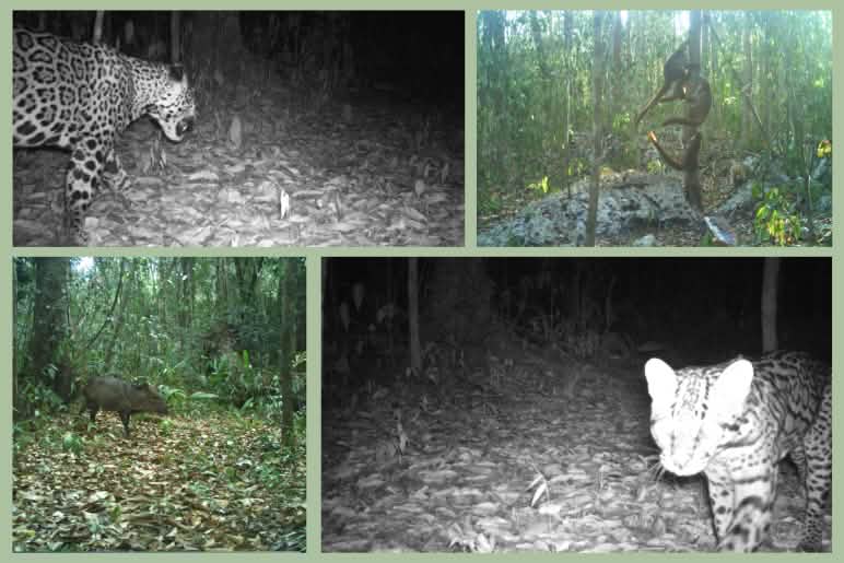 Collage di fotografie di animali catturati con fototrappole nella riserva Náaybi Lu’um