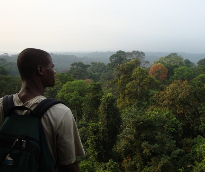 Foresta pluviale a sud del Parco nazionale di Korup, Camerun