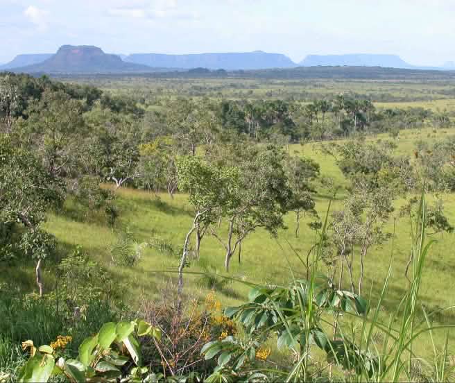 La savana brasiliana è il secondo ecosistema del Brasile per estensione (© João Zinclar) Cerrado o savana brasiliana
