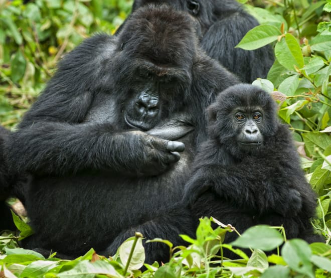 Gorilla con il suo piccolo (© Istockphoto) Gorilla con il suo piccolo