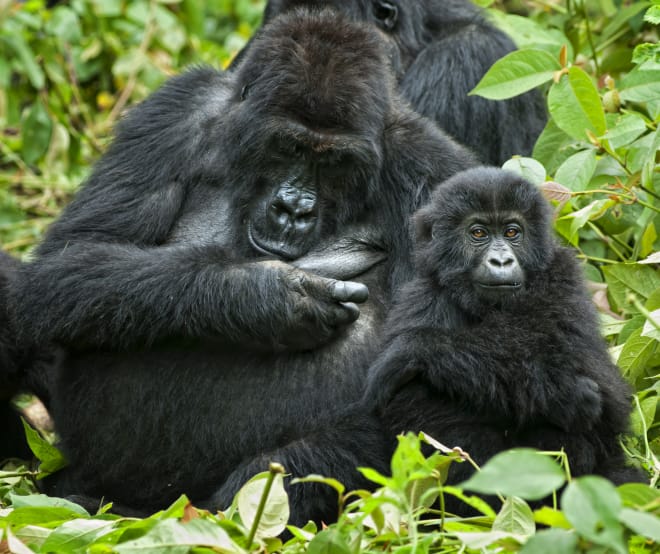 Gorilla con il suo piccolo