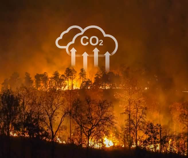 Gli incendi boschivi e la deforestazione contribuiscono al riscaldamento globale