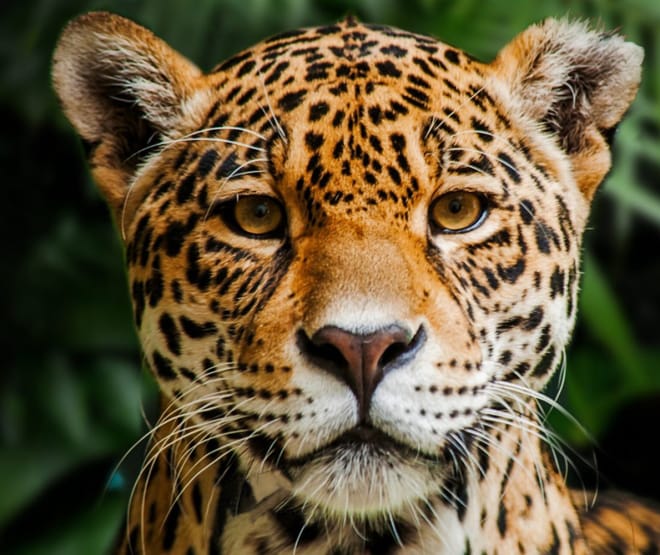 Giaguaro nella Riserva Biologica Indio Maíz, Nicaragua (© Indio Maiz Reserva Biologica) Giaguaro nella Riserva Biologica Indio Maíz, Nicaragua