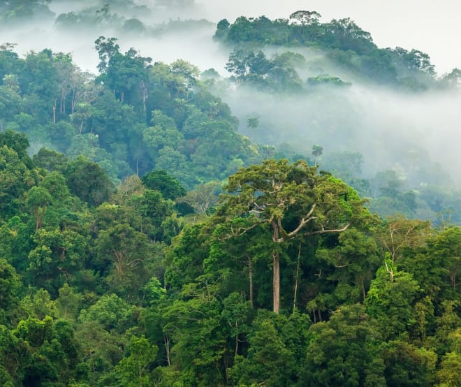 La foresta amazzonica