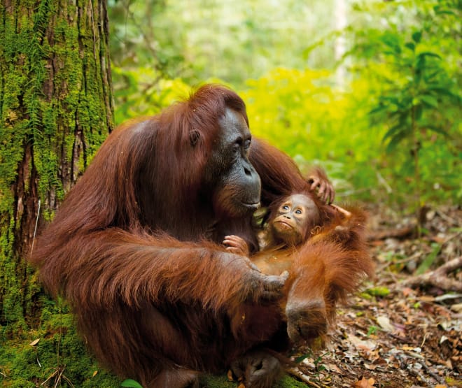 Un orango con il suo cucciolo