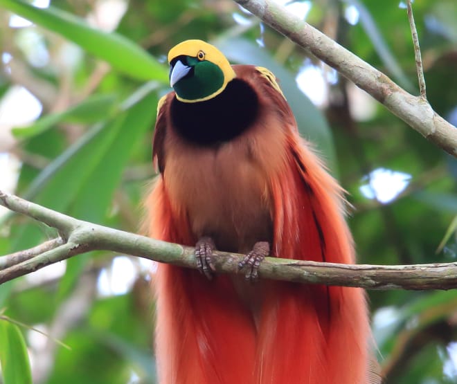 Uccello del Paradiso (Paradisaea Raggiana)