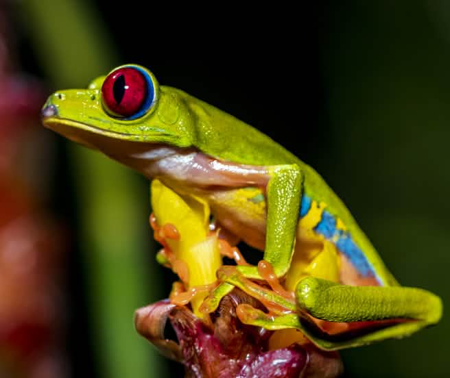 Una colorata rana verde dagli occhi rossi si posa su un fiore.