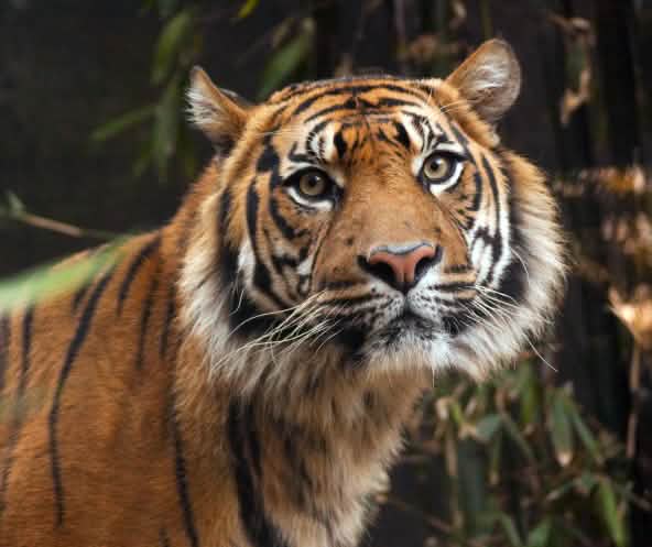 Tigre di Sumatra.
