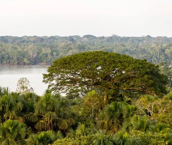 Vista degli alberi e del fiume nel Parco nazionale di Yasuní, Ecuador