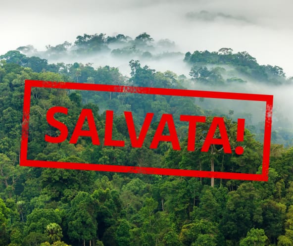 Foresta amazzonica con la scritta "salvata!"