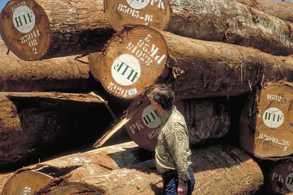 Tronchi di legno marchiati
