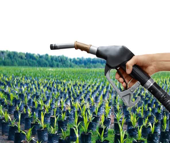 Fotomontaggio: un miscelatore di benzina e un vivaio di piantine di palma da olio nella foresta tropicale