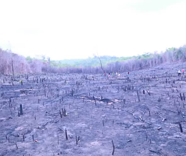 In Brasile gli incendi aumentano la deforestazione e quindi la desertificazione
