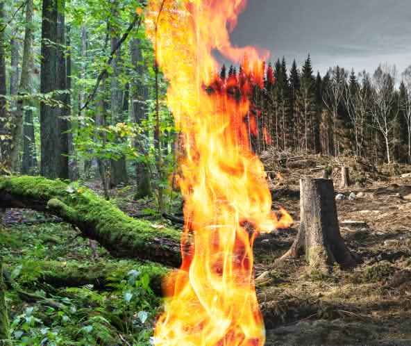 Fotomontaggio: tronco che brucia per la bioenergia